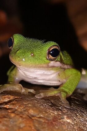 Agrandir l'image, fenêtre modale