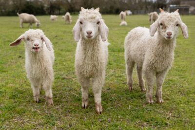 Eleveuse de chèvres Angora
productrice de Mohair. - Agrandir l'image 1 sur 2, fenêtre modale